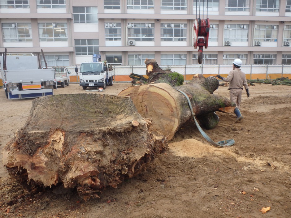 伐採の様子。とても大きな木でした。